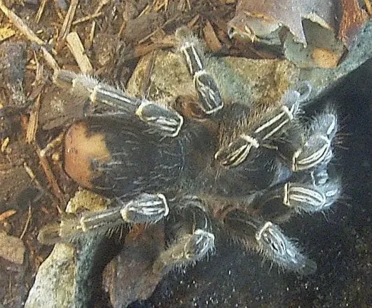 18807 tarantula feeding