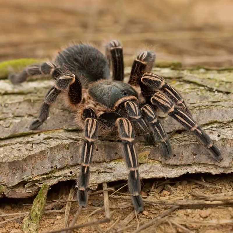 18807 tarantula humidity