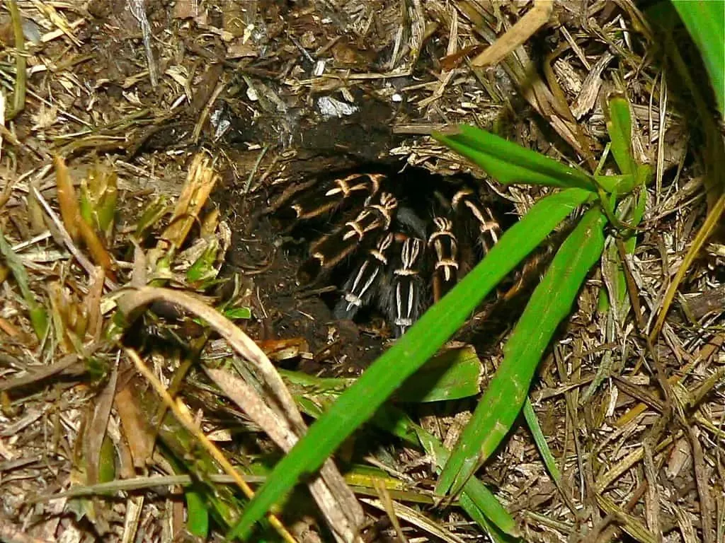18807 tarantula molting