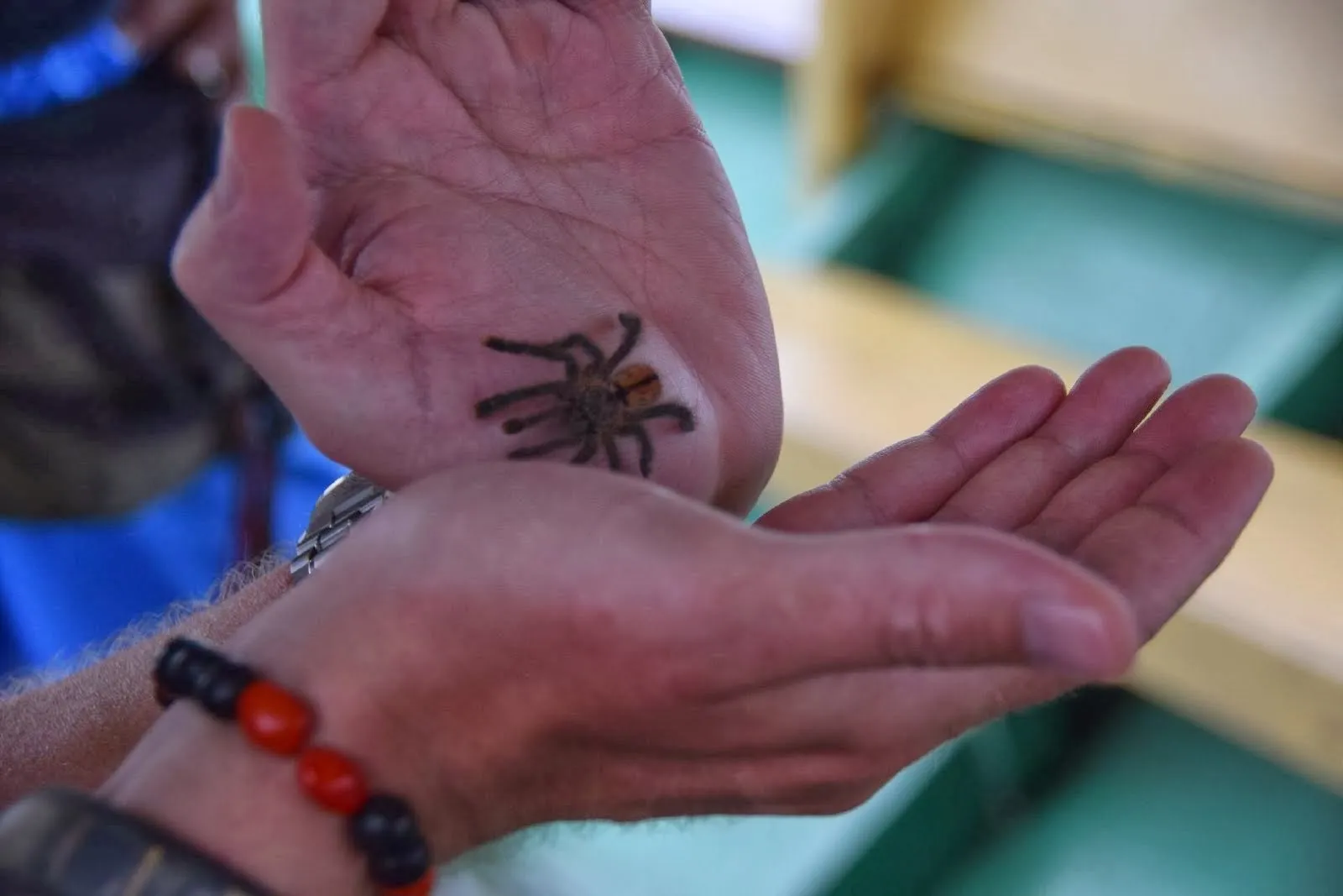 /img/18809-pink-toe-tarantula-breeding.webp