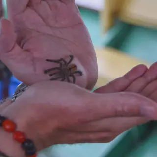 /img/18809-pink-toe-tarantula-breeding.webp