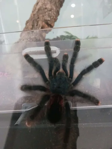 18809 pink toe tarantula feeding