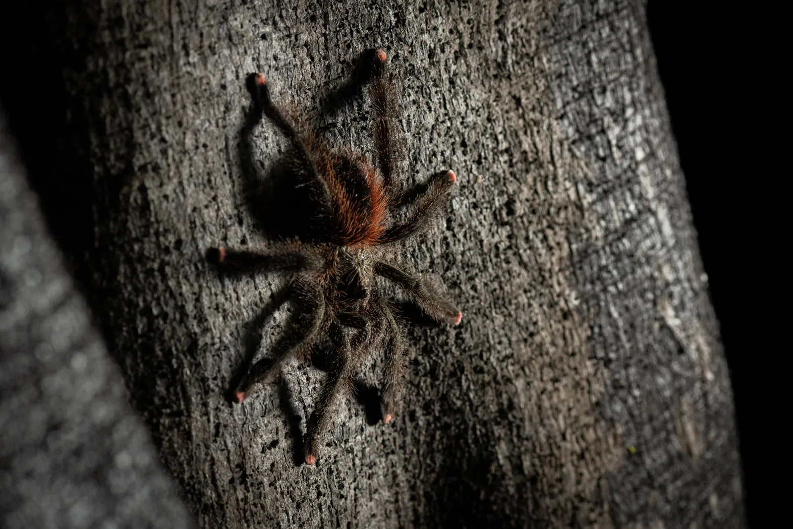 18809 pink toe tarantula habitat
