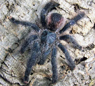 18809 pink toe tarantula handling