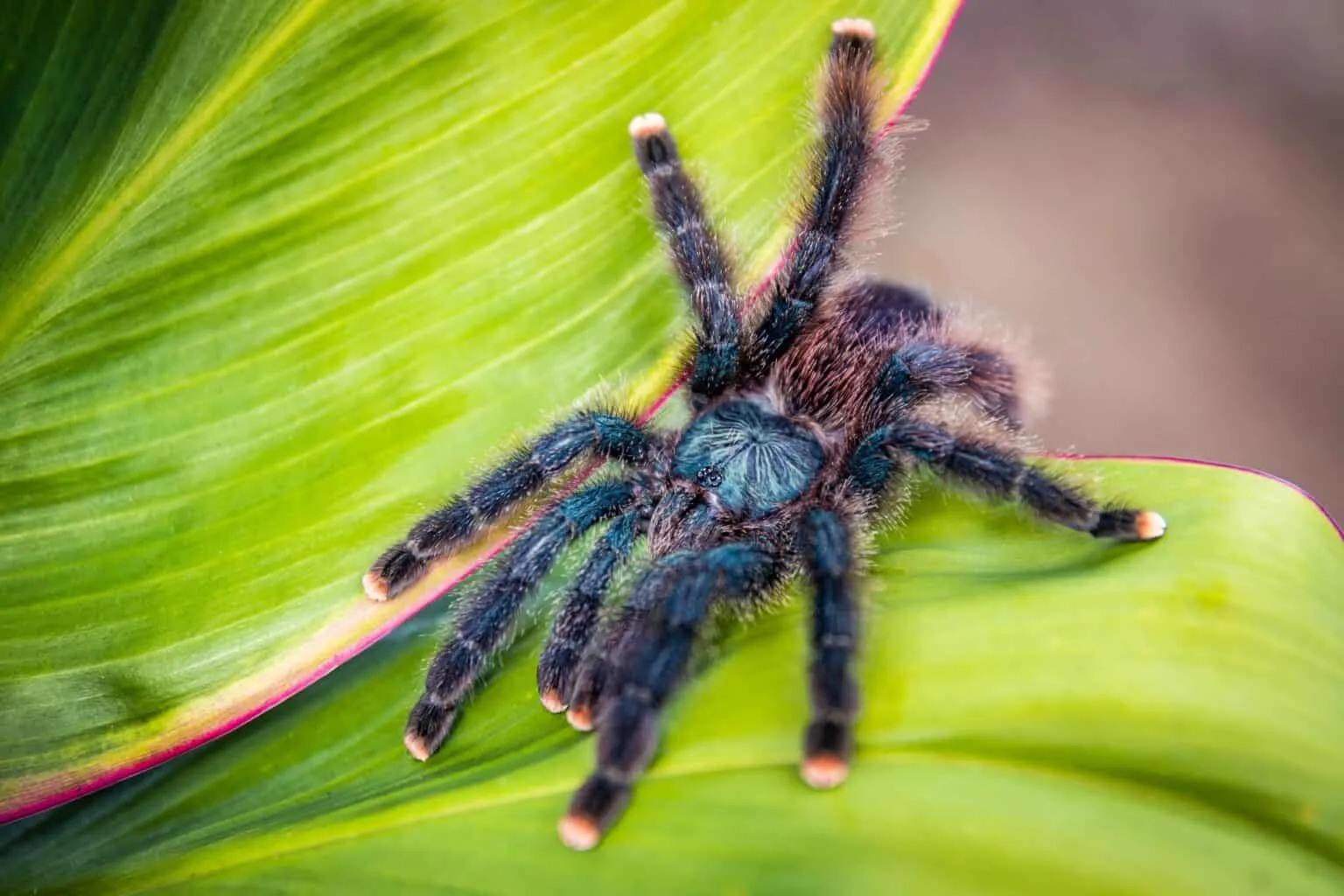 18809 pink toe tarantula health