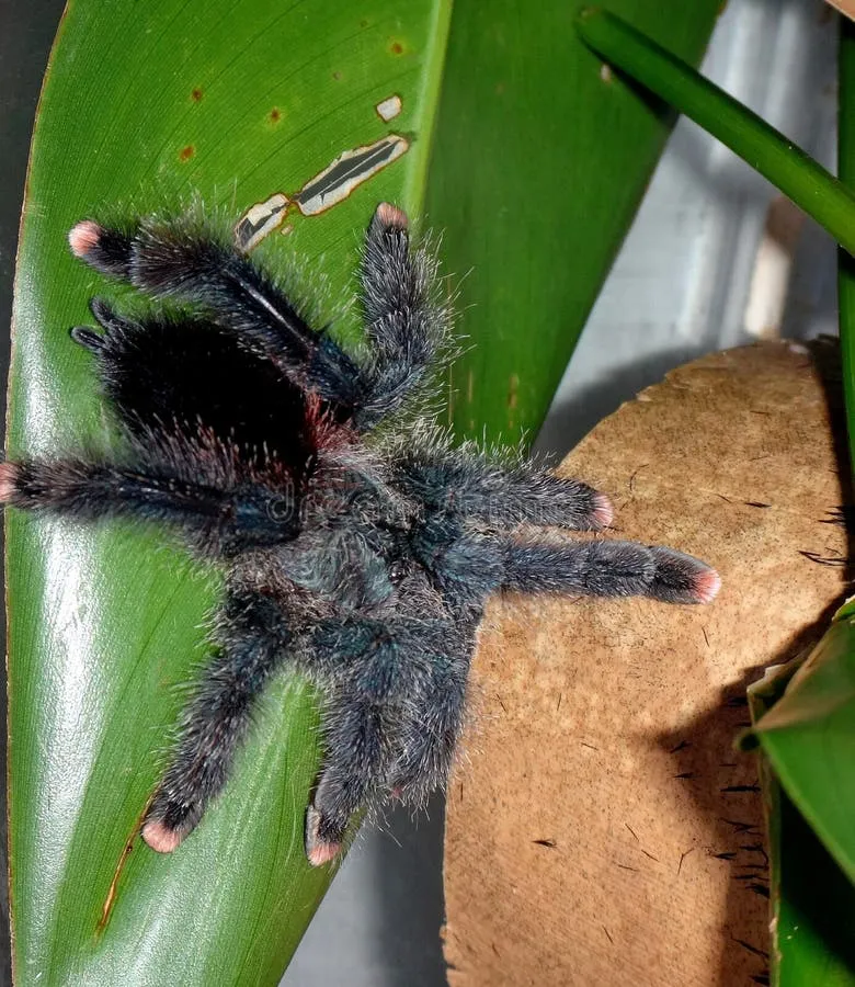18809 pink toe tarantula shedding