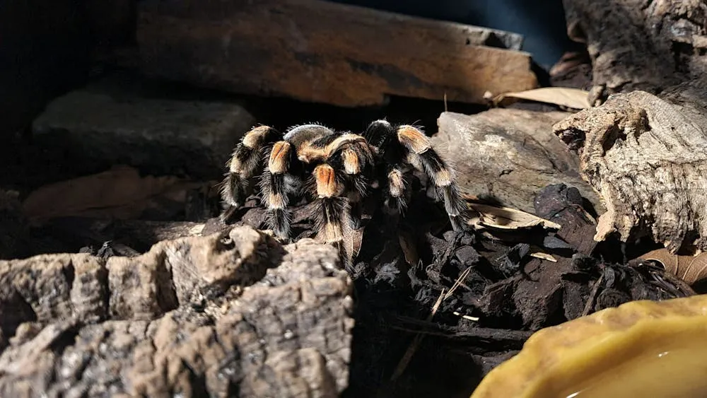 /img/18810-tarantula-island-budget.webp