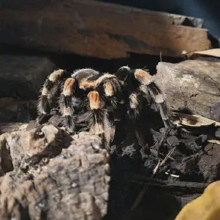 /img/18810-tarantula-island-budget.webp