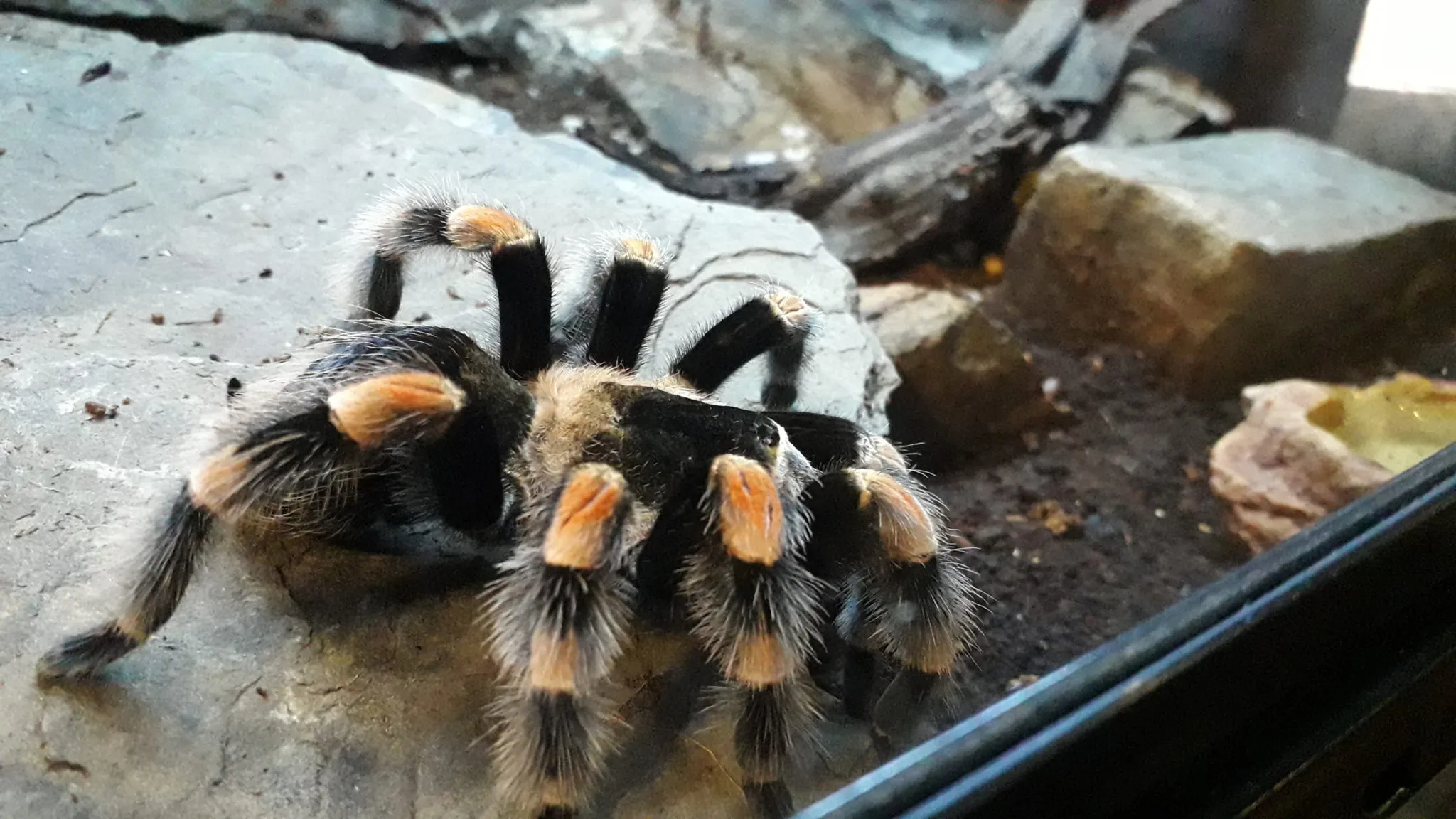 18810 tarantula island food