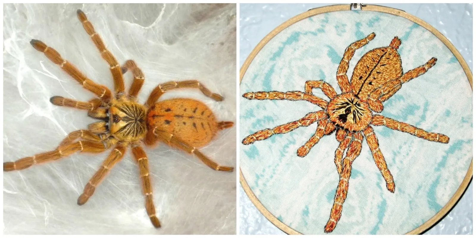 18810 tarantula island packing