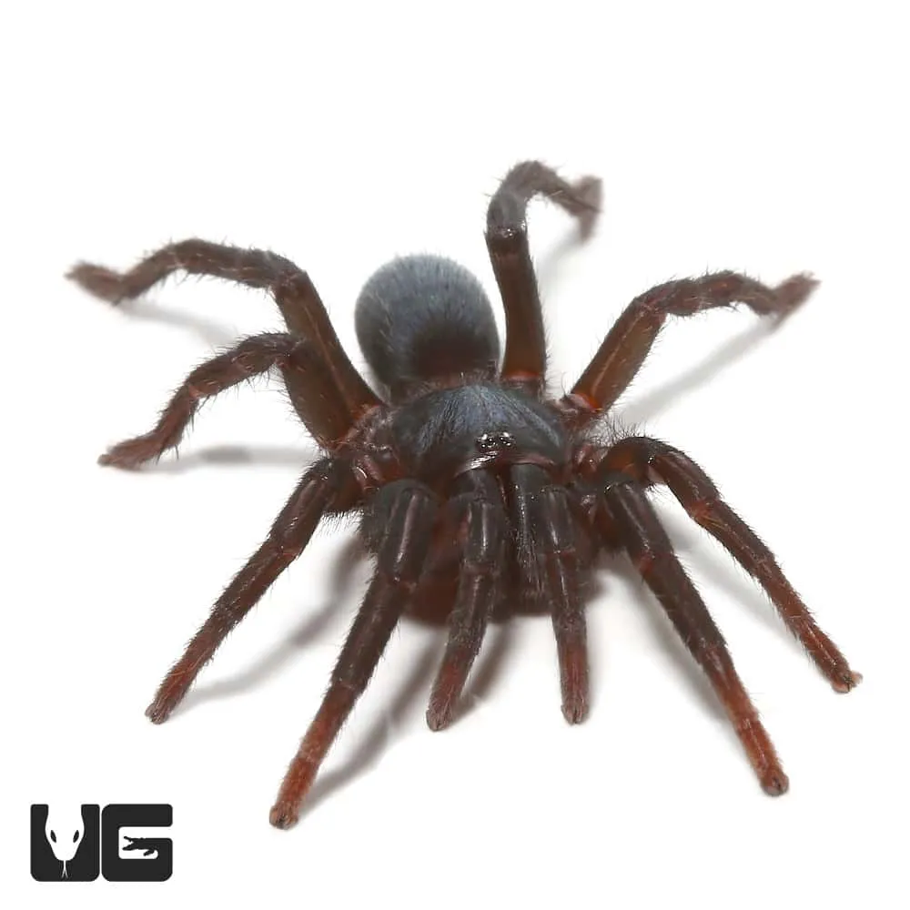18812 brazilian blue dwarf tarantula handling