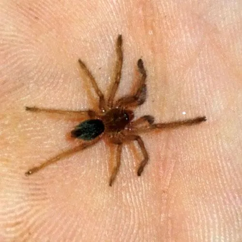 18812 brazilian blue dwarf tarantula molting