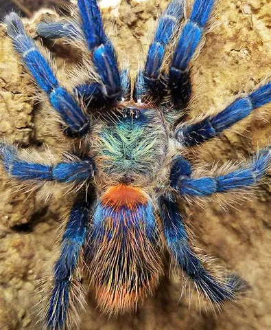 /img/18812-brazilian-blue-dwarf-tarantula-water.webp