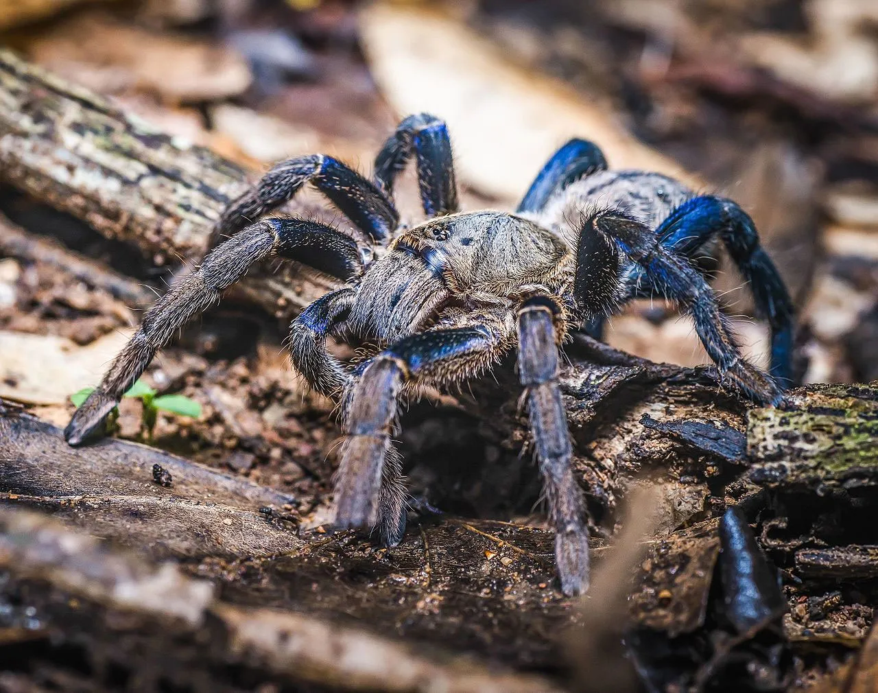 18815 blue tarantula close up