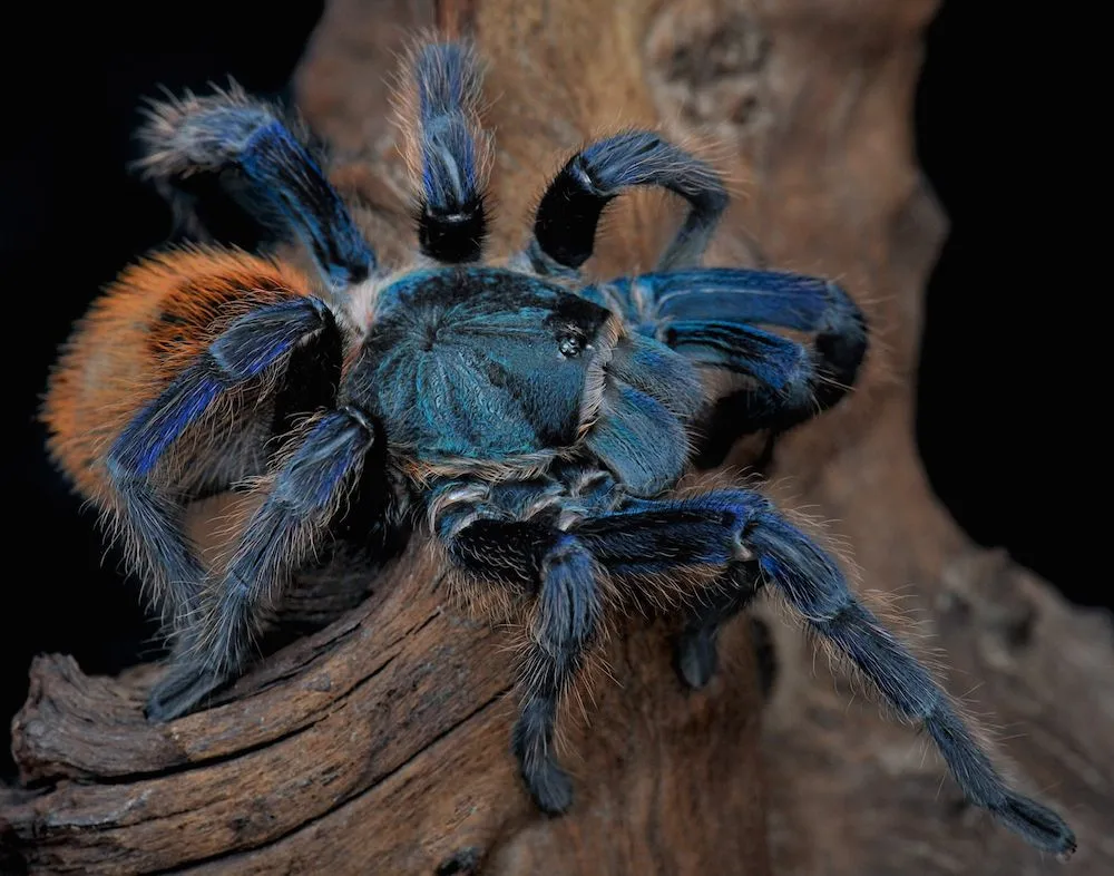 18815 blue tarantula conservation