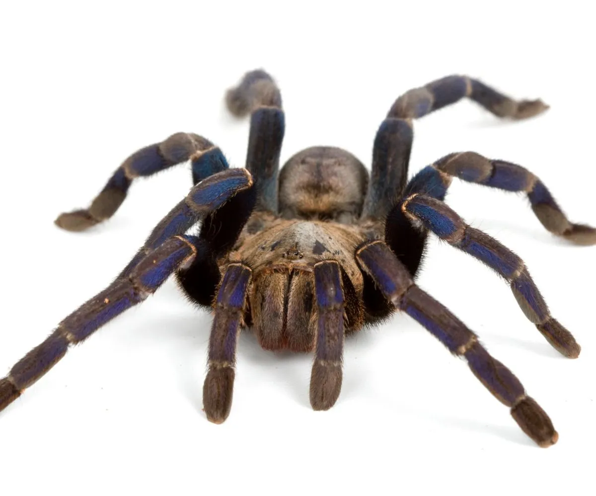 18815 blue tarantula feeding