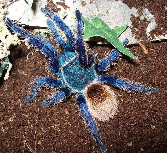 18815 blue tarantula habitat