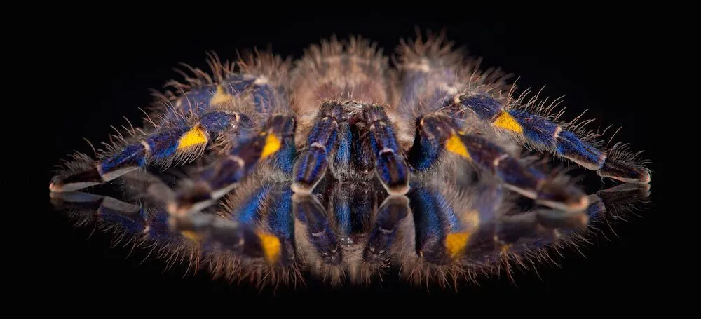 /img/18815-blue-tarantula-moulting.webp