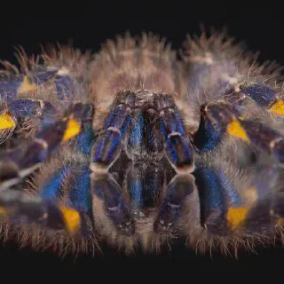 /img/18815-blue-tarantula-moulting.webp