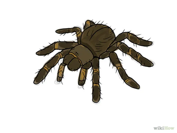 18817 cute tarantula cartoon smiling
