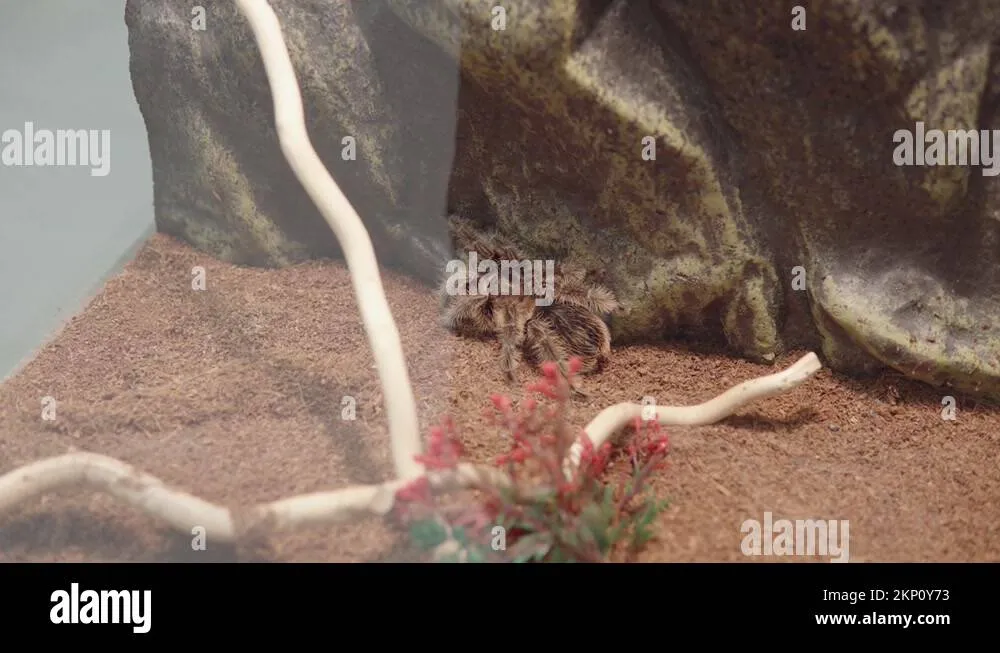 18818 bird eating tarantula 2