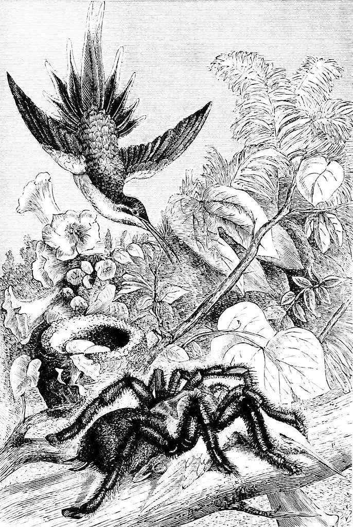 18818 bird predatory