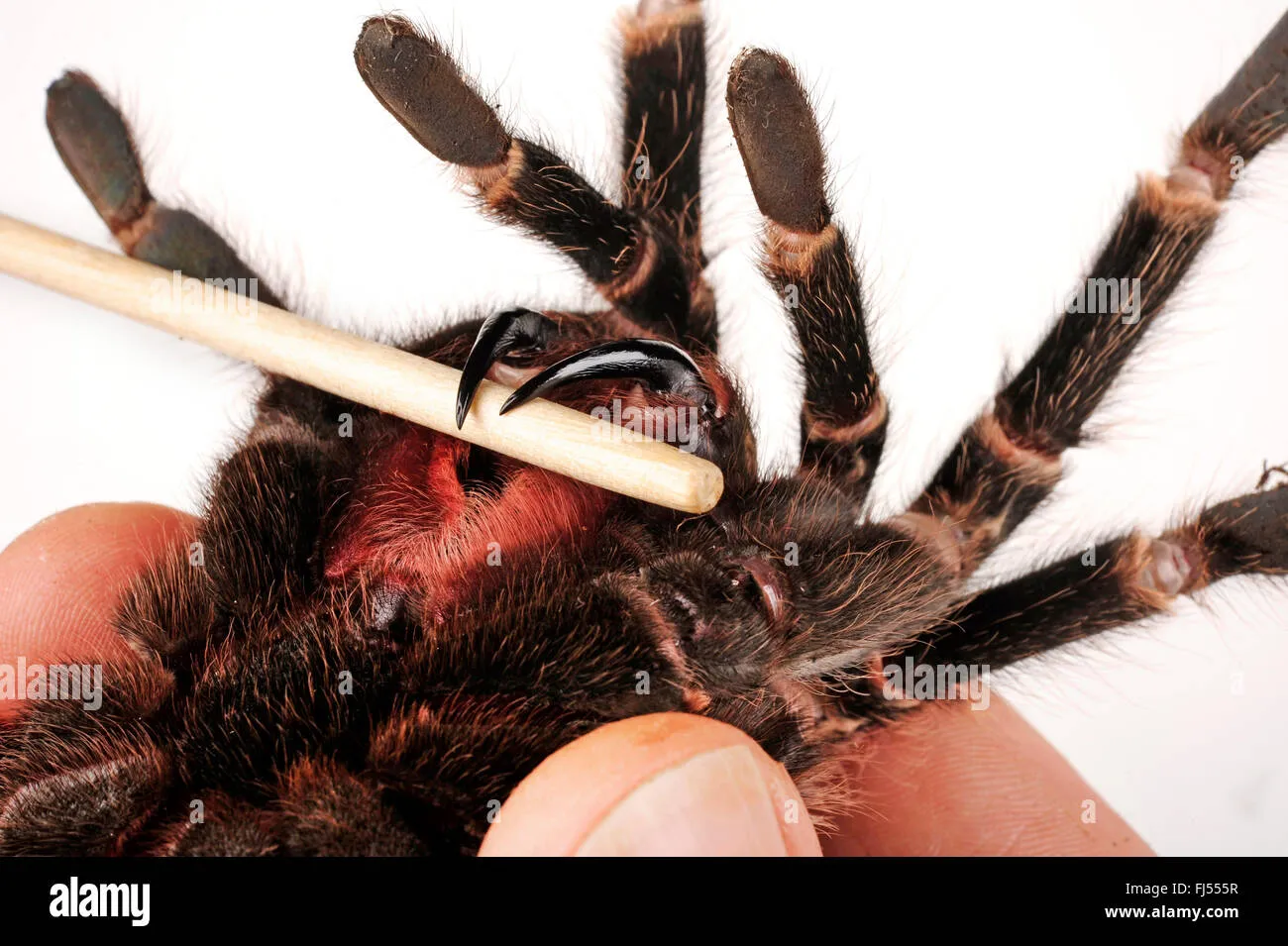 18818 tarantula consumption