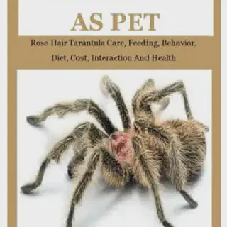 /img/18819-observing-tarantula.webp