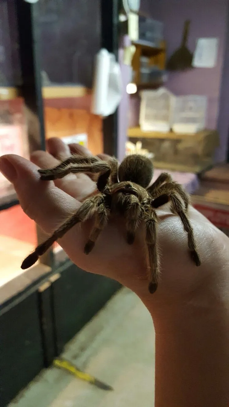 18819 tarantula prey size