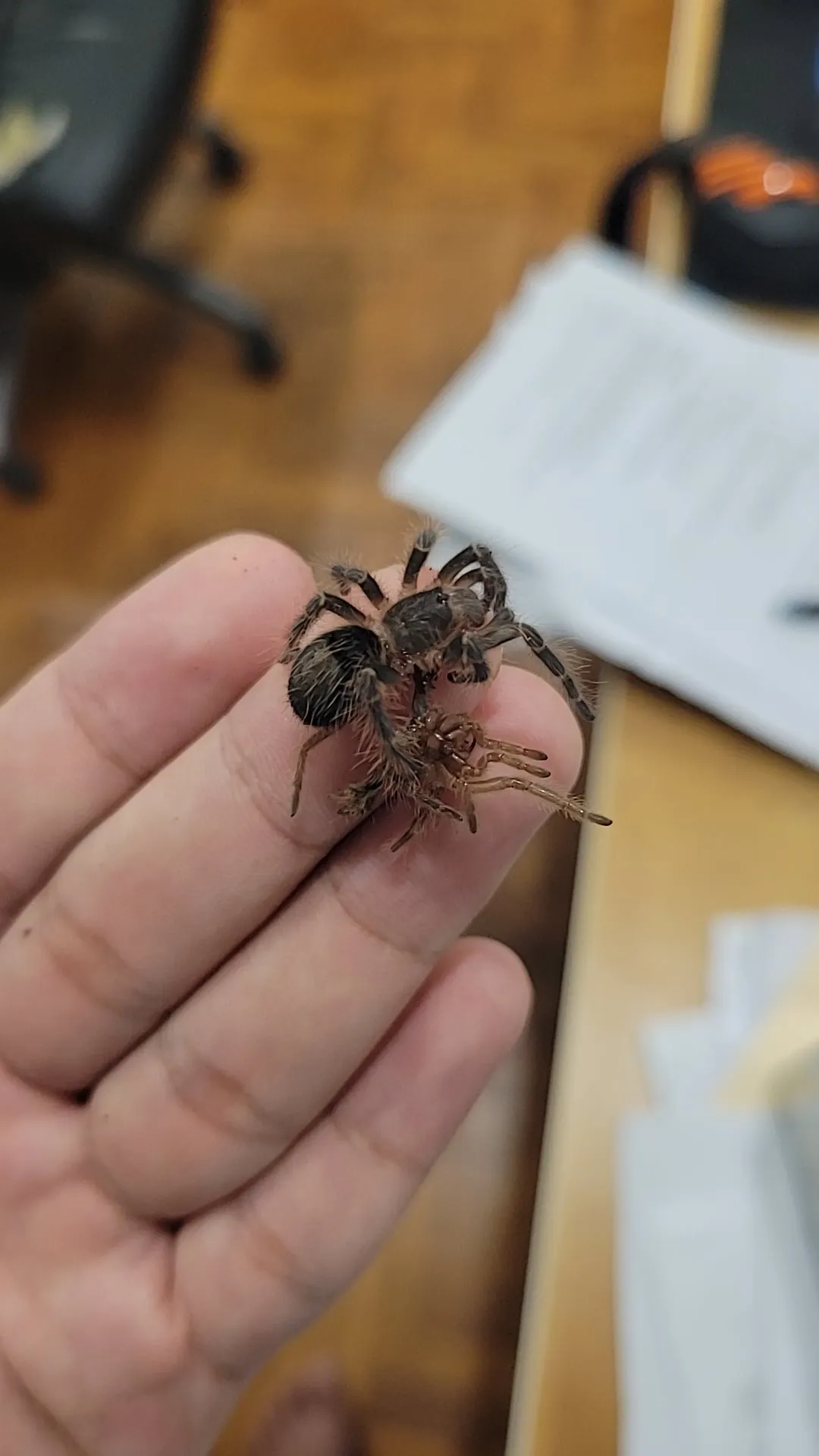 18820 adult tarantula molting
