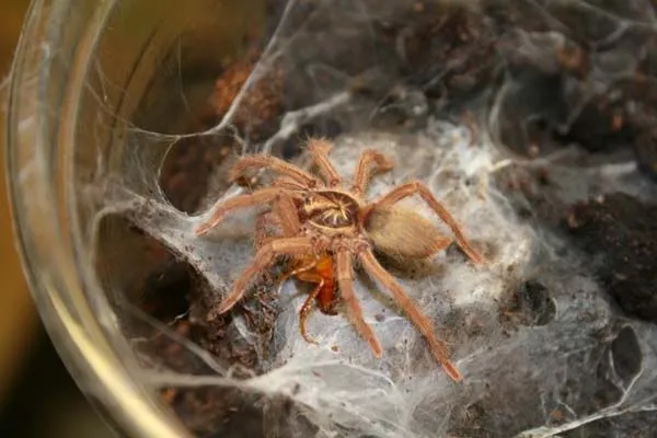 18821 albino tarantula enclosure