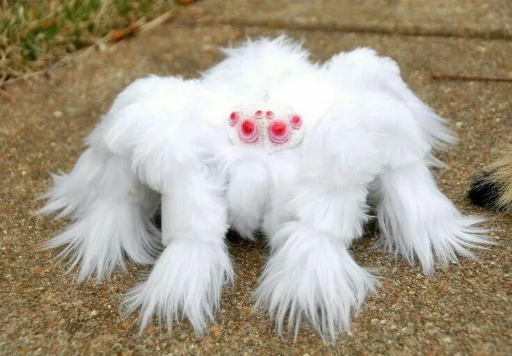 18821 albino tarantula handling