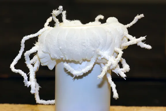 18821 identifying albino tarantula