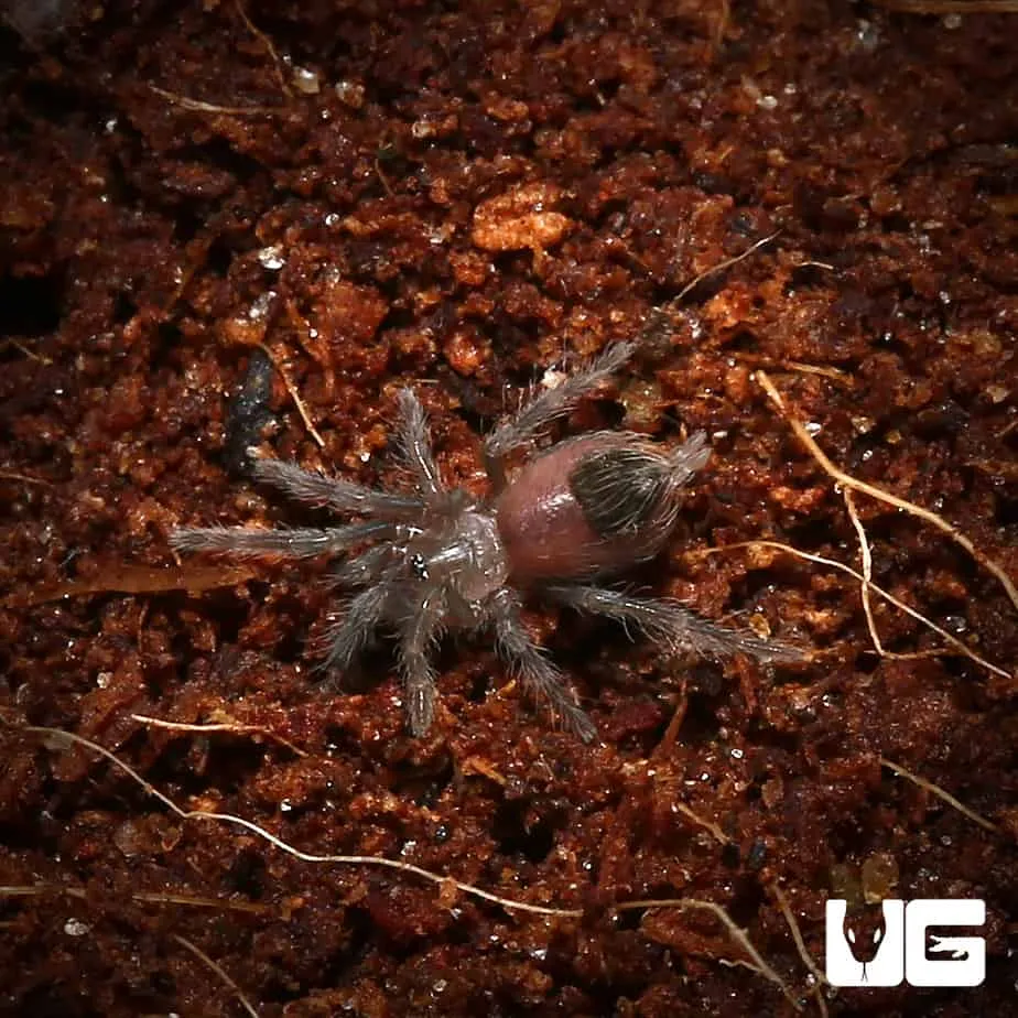 18823 tarantula enclosure