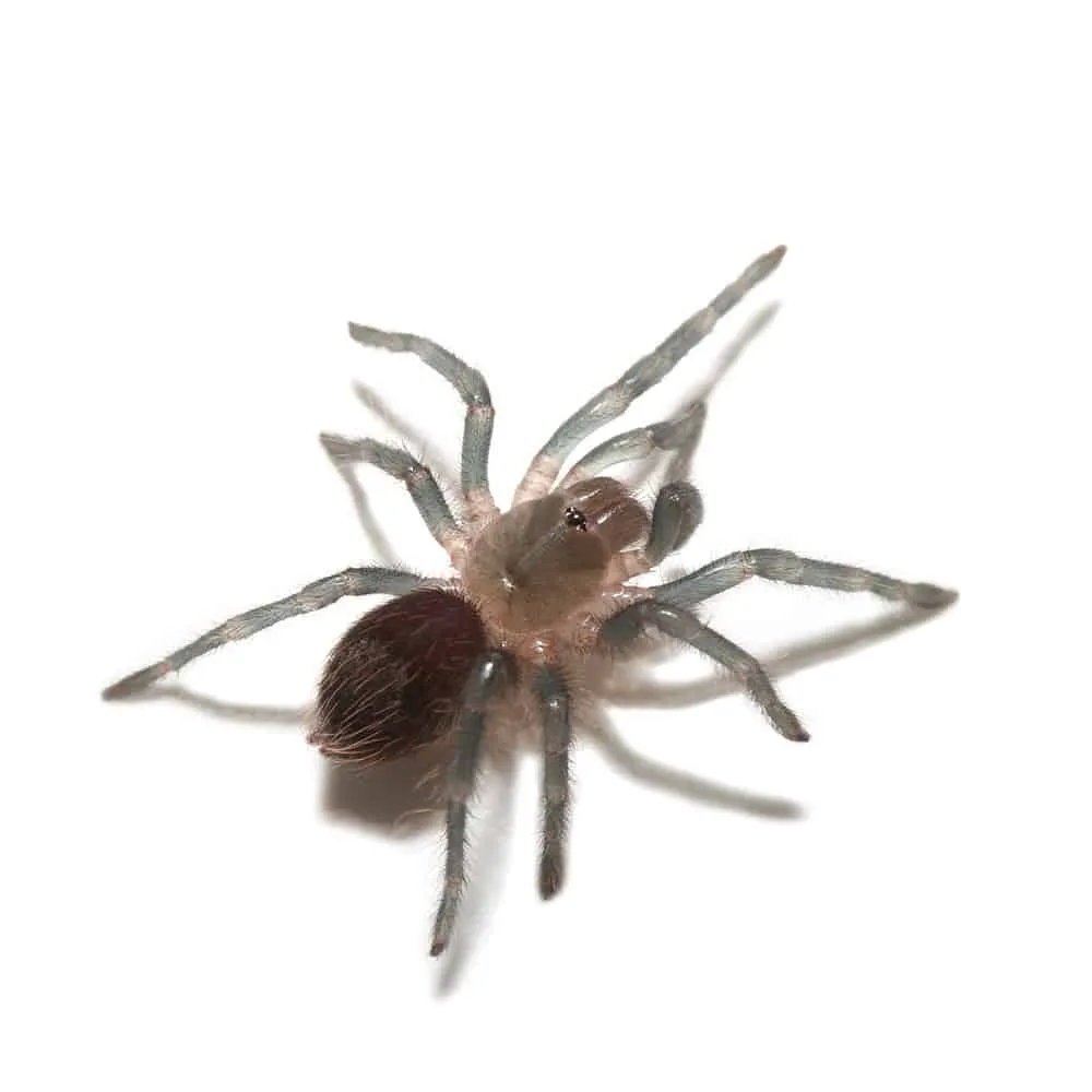 18823 tarantula feeding