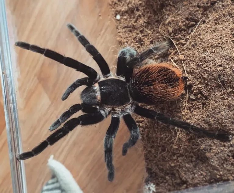 18823 tarantula hiding place