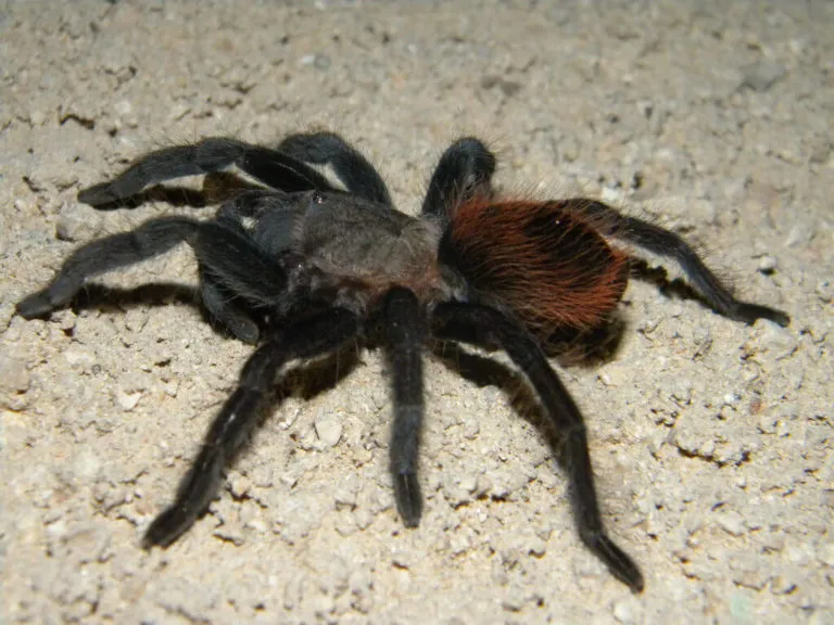 /img/18823-tarantula-molting.webp