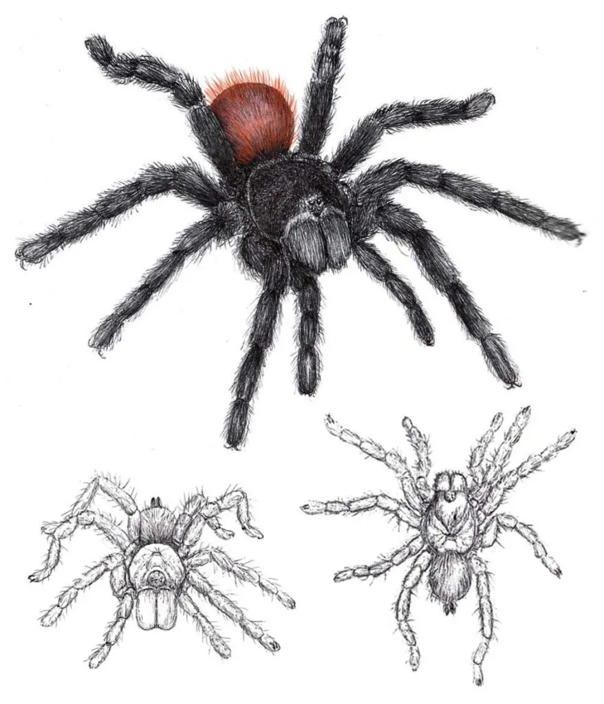 18823 tarantula natural habitat