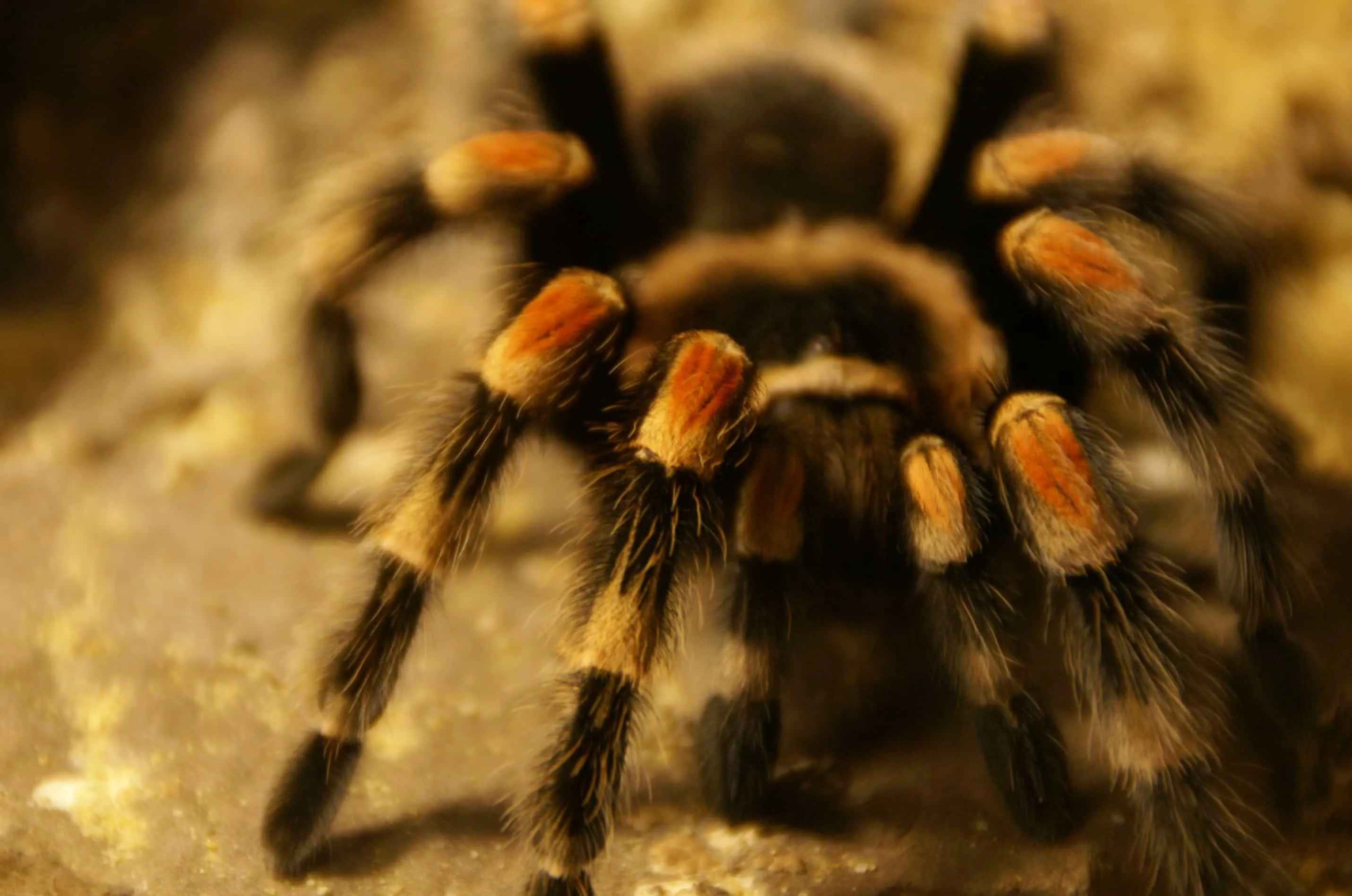 18826 tarantula abdomen