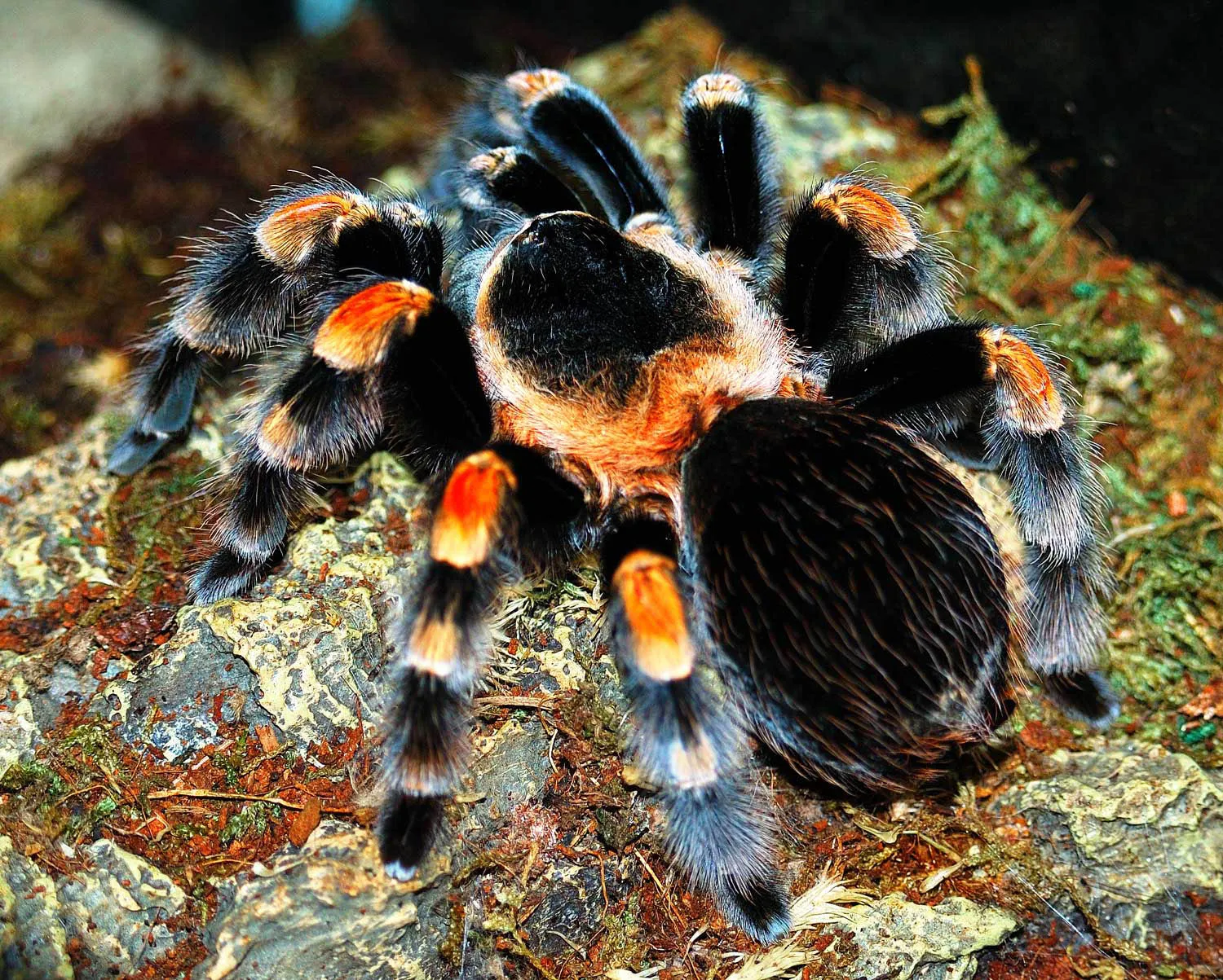 18826 tarantula book lungs