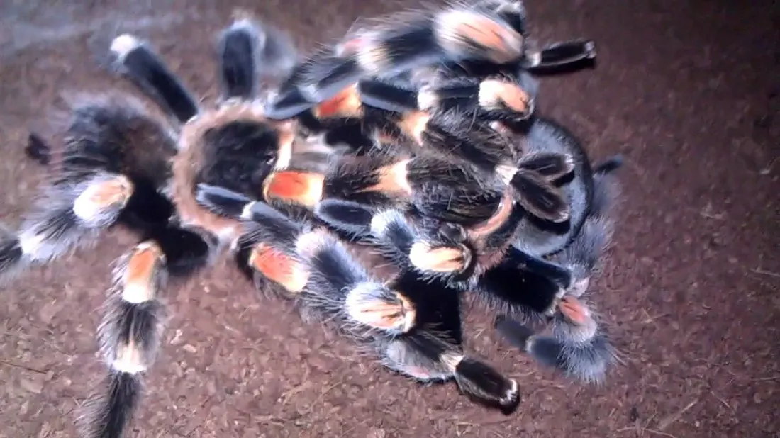 18826 tarantula cephalothorax