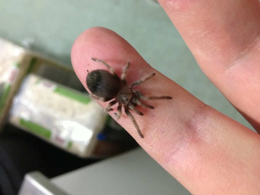 18826 tarantula exoskeleton