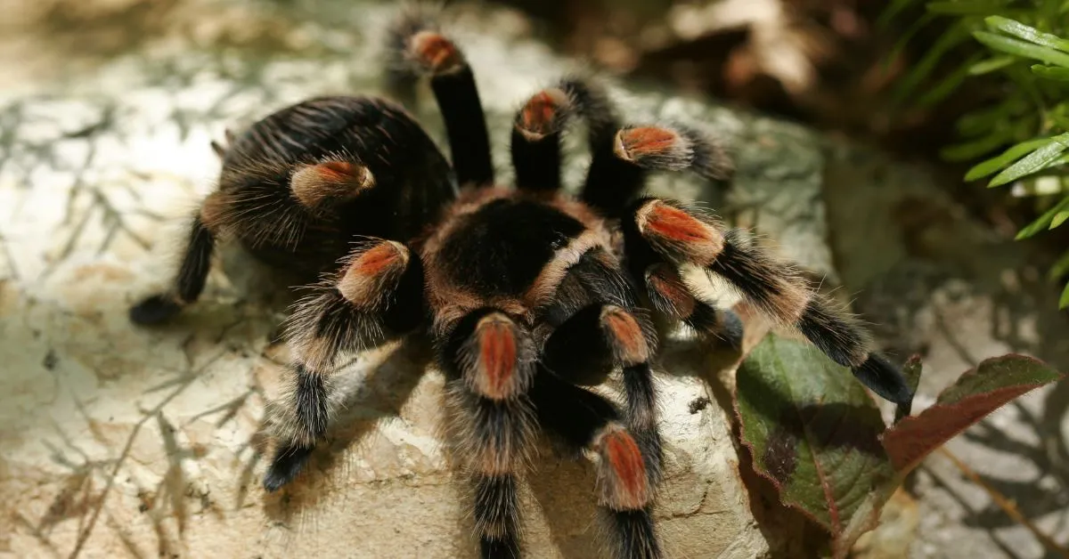 18826 tarantula internal organs