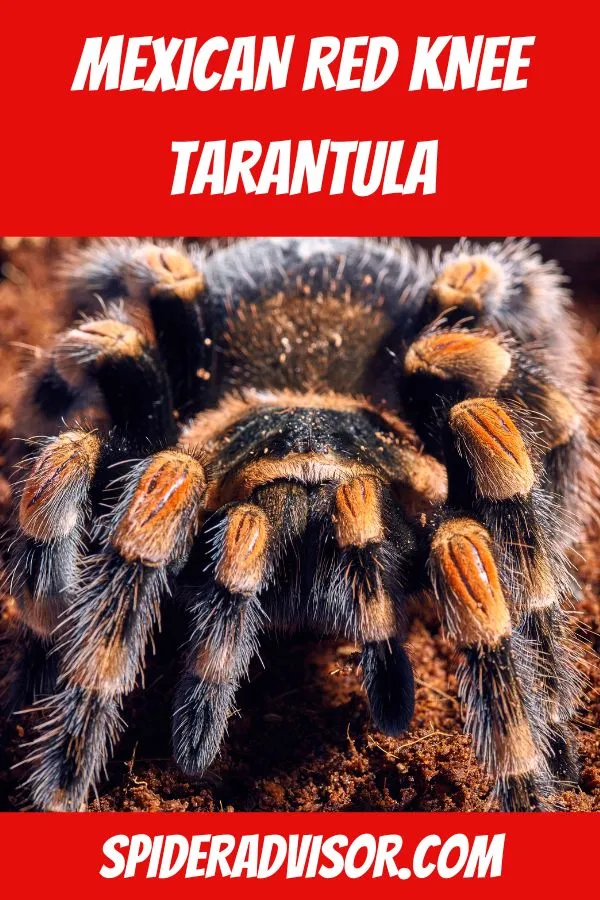 18826 tarantula legs