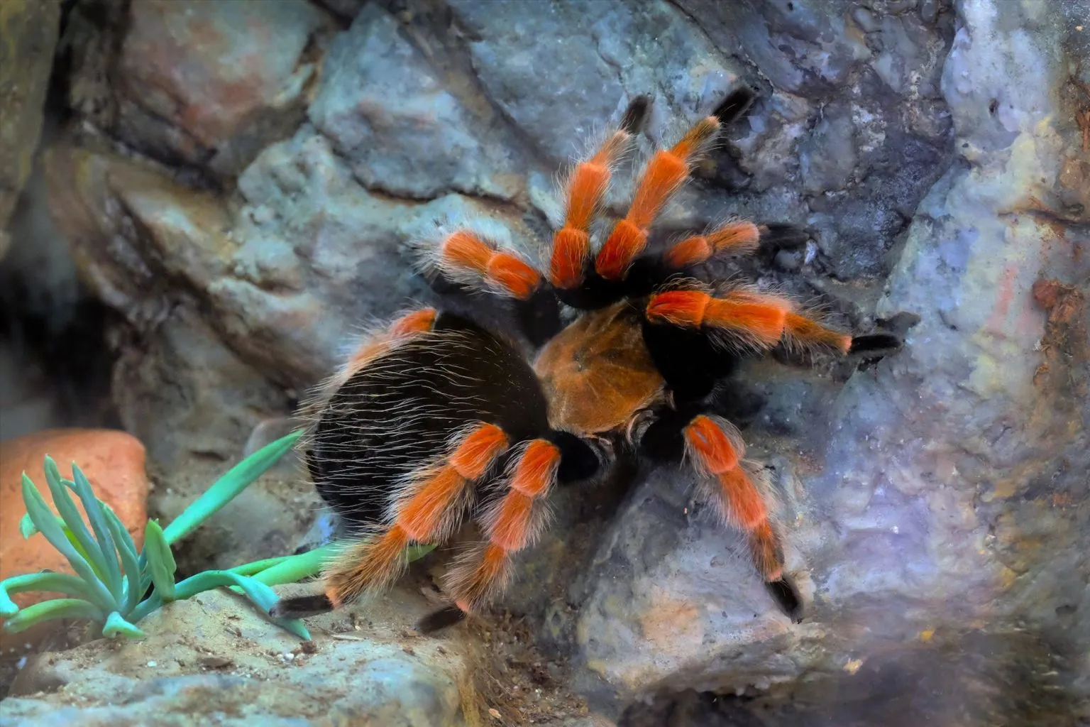 /img/18826-tarantula-moulting.webp