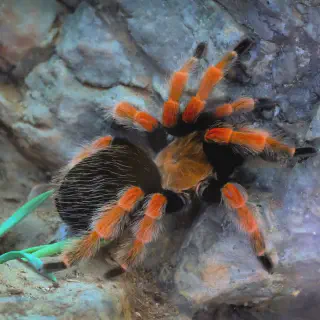 /img/18826-tarantula-moulting.webp