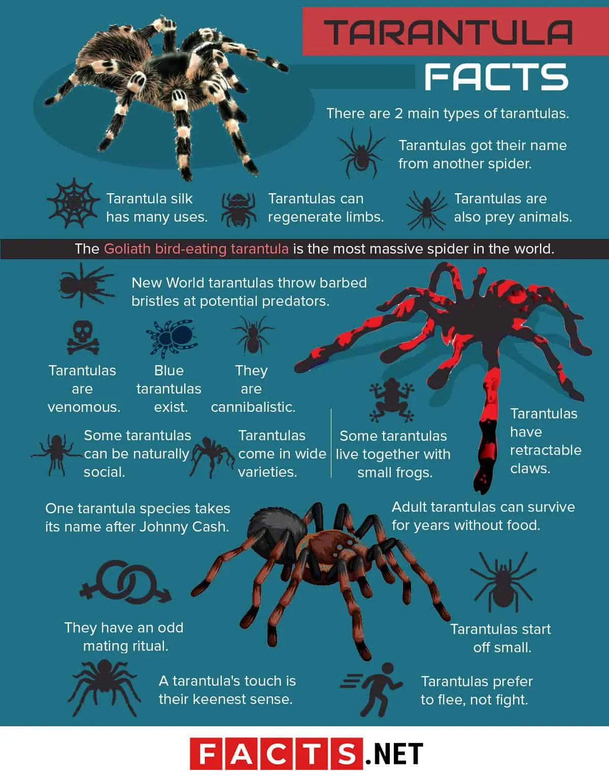 18832 tarantula nebula r136
