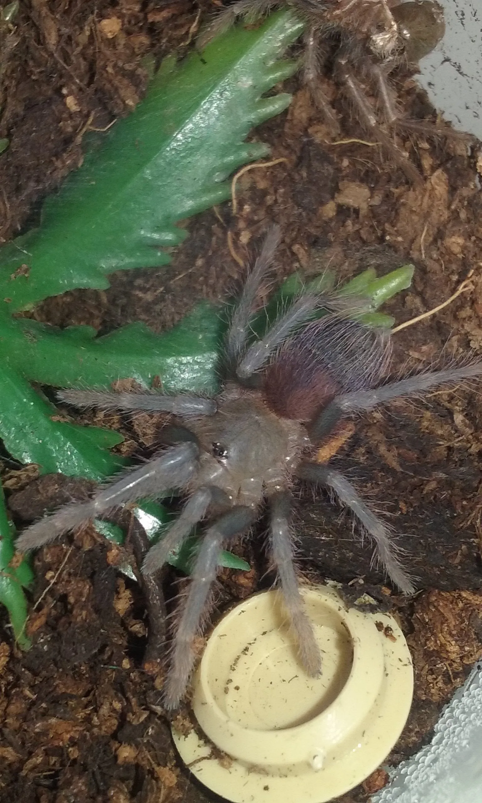 18834 sazimai blue tarantula behavior