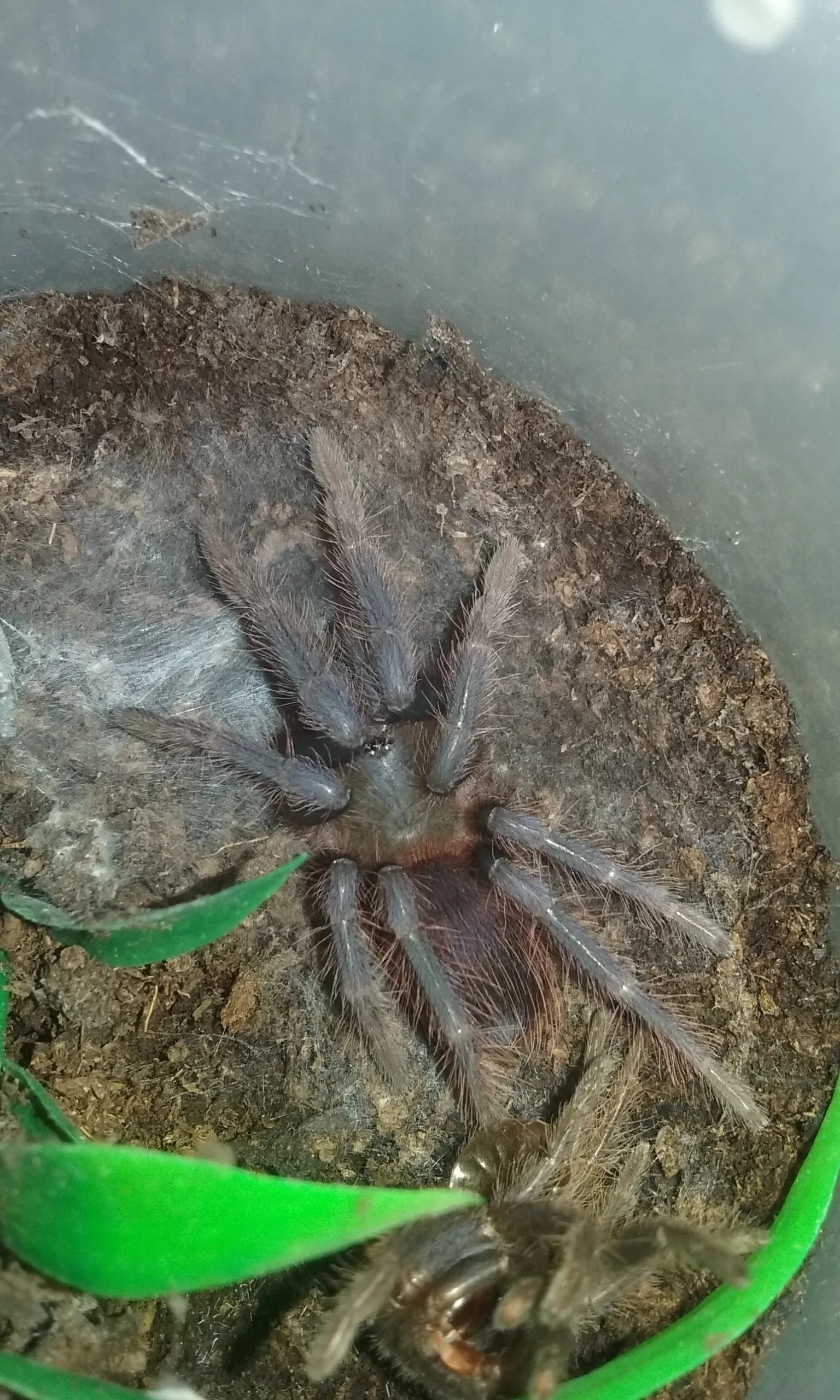 18834 sazimai blue tarantula conservation