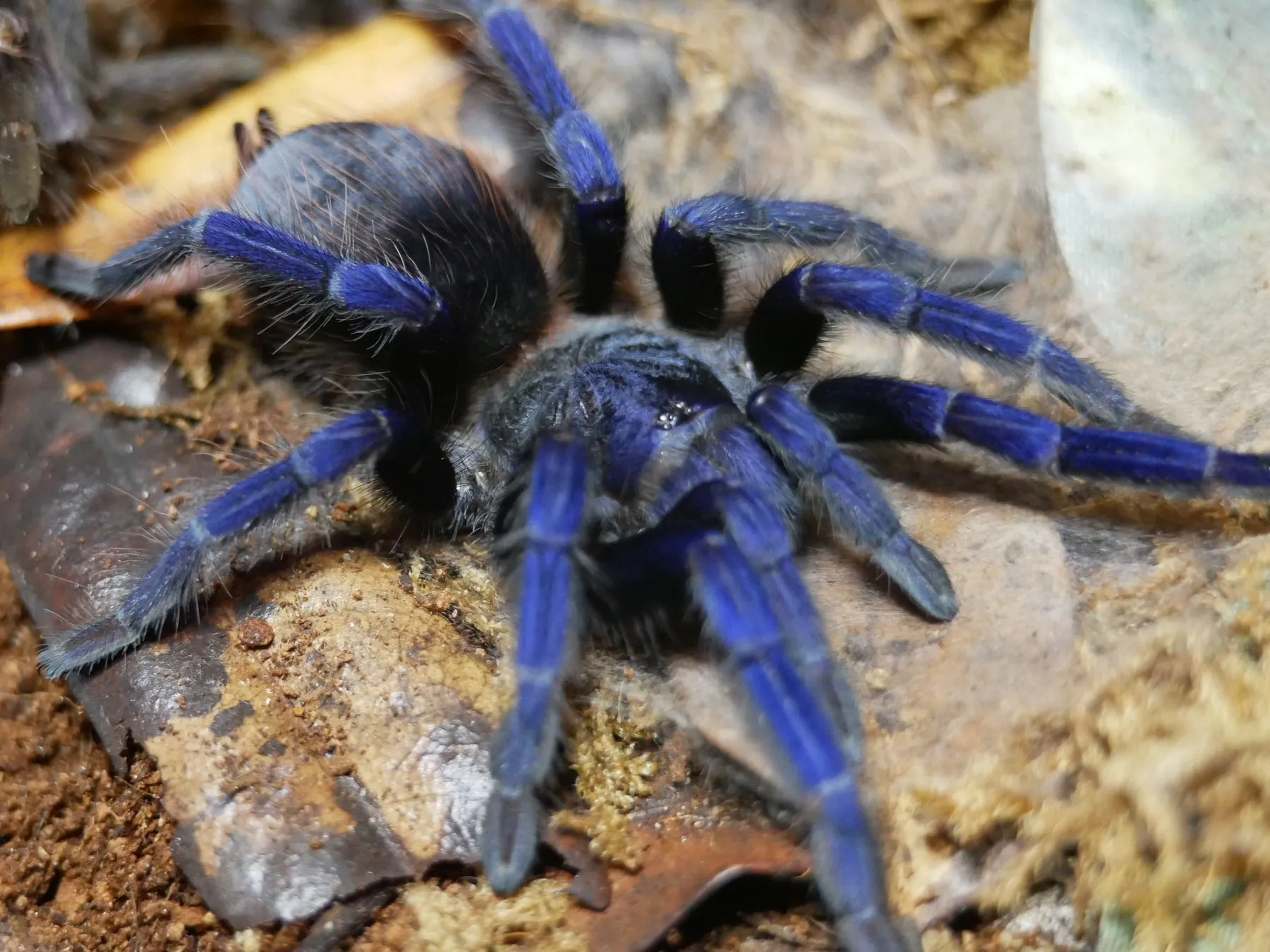 /img/18834-sazimai-blue-tarantula-discovery.webp